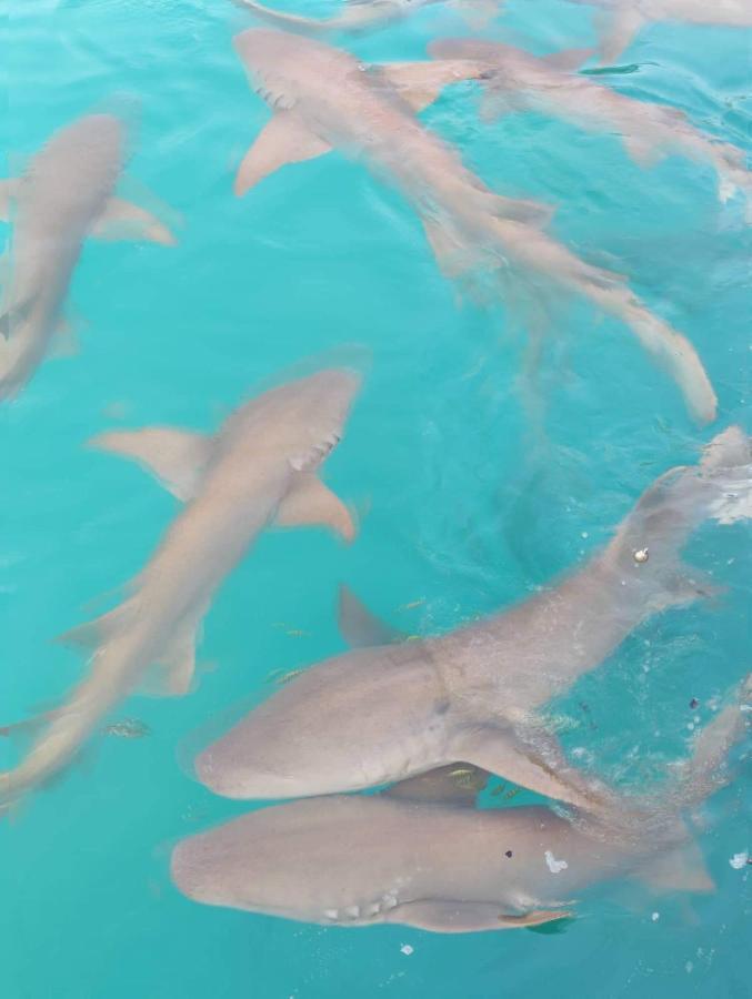 Rashuthere Maldives Rasdhoo Bagian luar foto