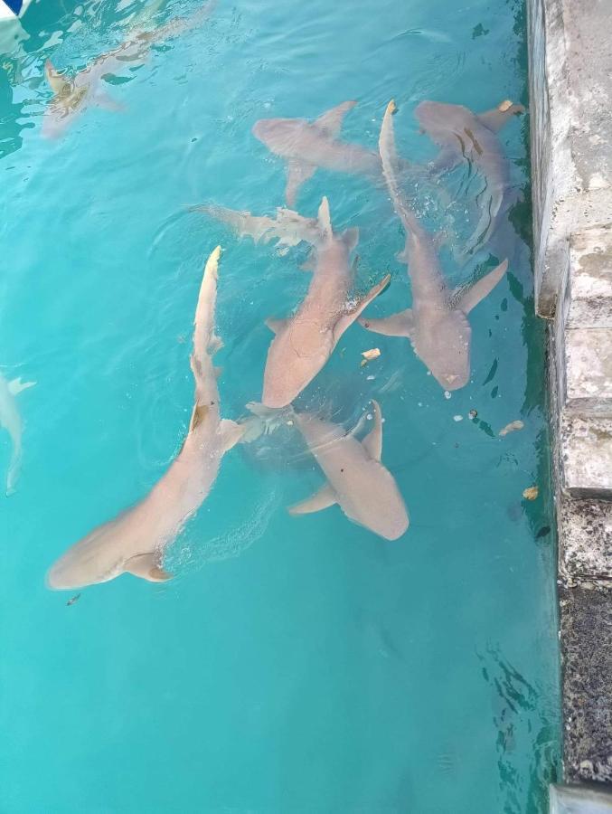 Rashuthere Maldives Rasdhoo Bagian luar foto