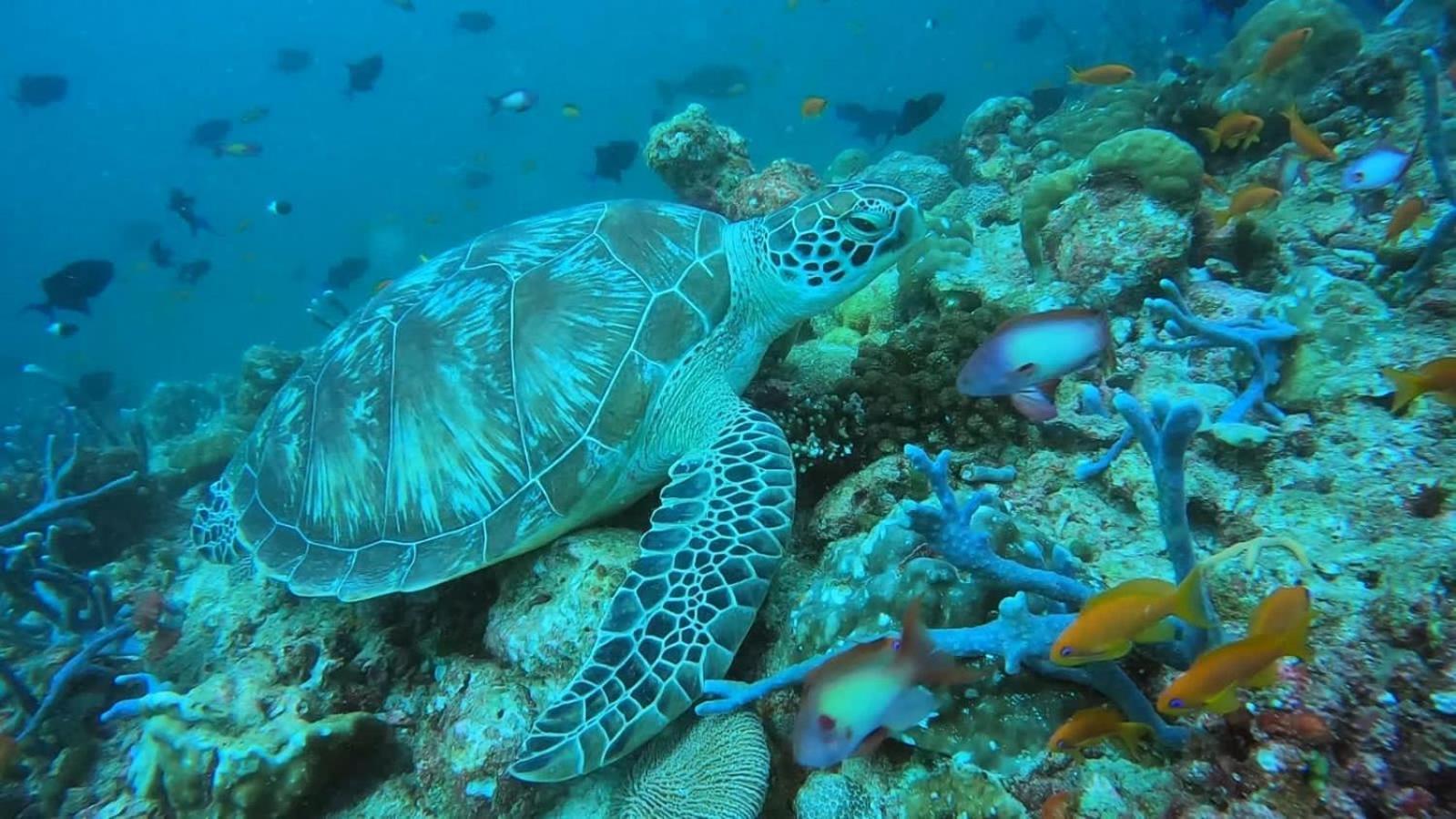 Rashuthere Maldives Rasdhoo Bagian luar foto