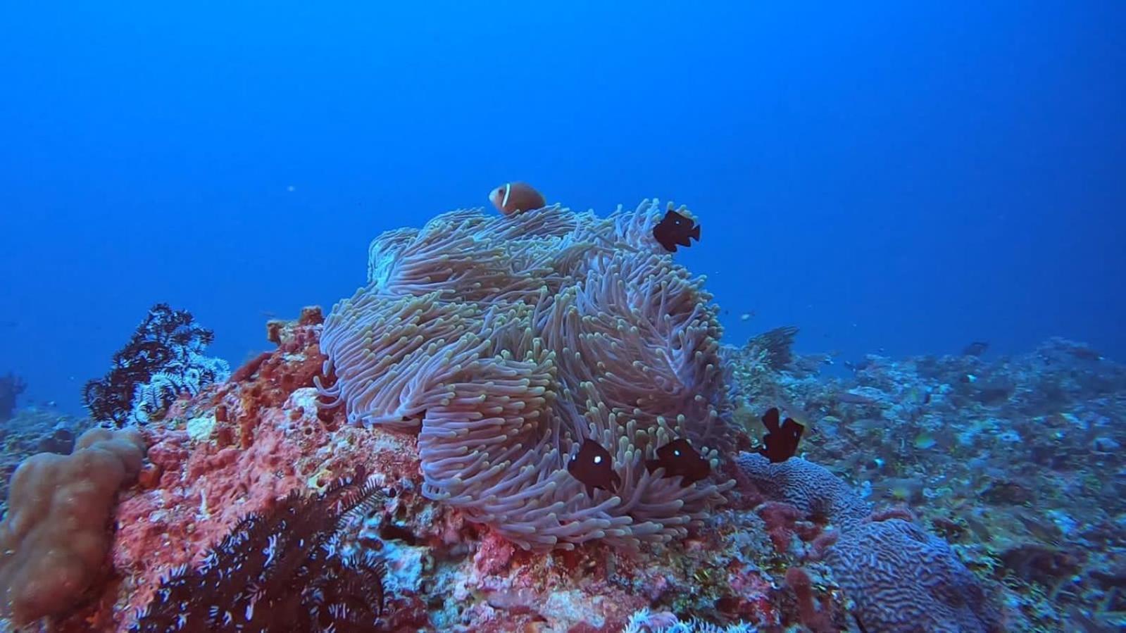 Rashuthere Maldives Rasdhoo Bagian luar foto