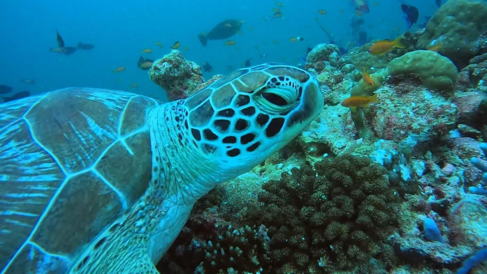 Rashuthere Maldives Rasdhoo Bagian luar foto