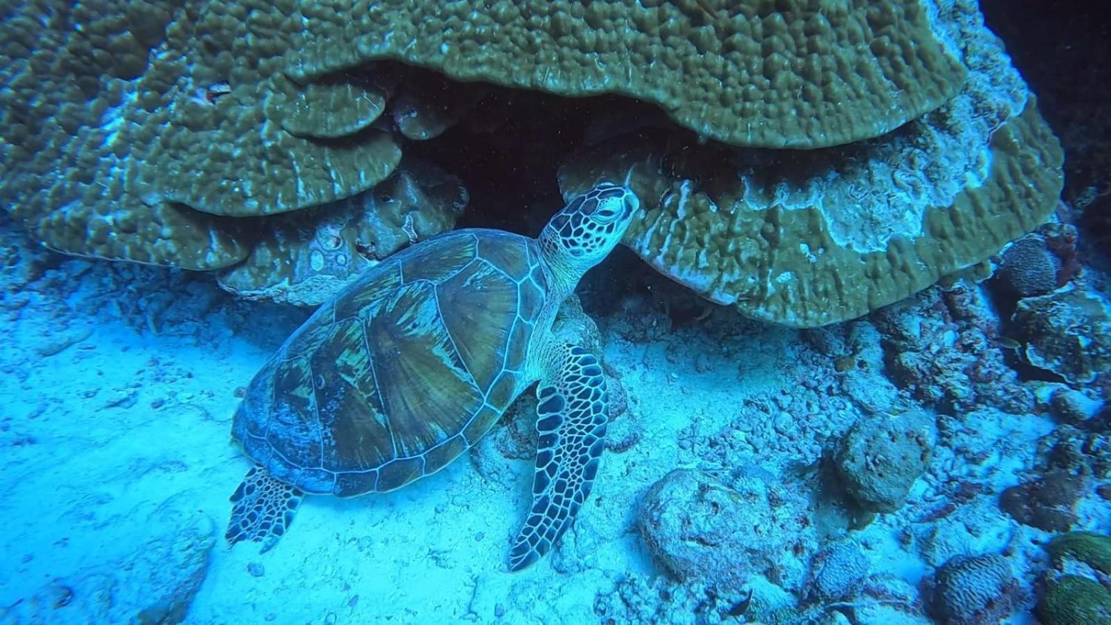 Rashuthere Maldives Rasdhoo Bagian luar foto